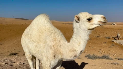 Close Up View of White Camel in Arabian Desert Stock Footage 237808943