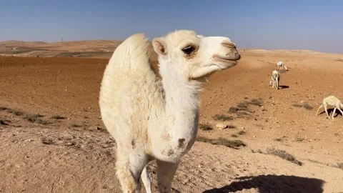 Close Up View of White Camel in Arabian Desert Stock Footage 240493514