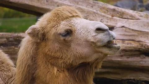 Close view of a white camel head Stock Footage 257123273