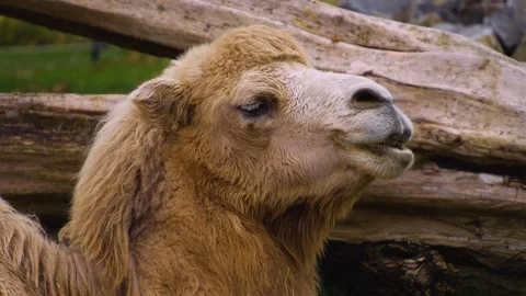 Close view of a white camel head Stock Footage 257227836