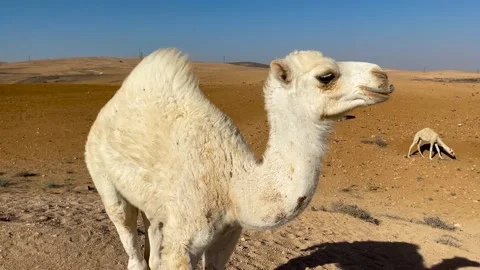 Close Up View of White Camel in Morrocan Desert. Stock Footage 237809012
