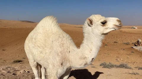 Close Up View of White Camel in Morrocan Desert. Stock Footage 240492758
