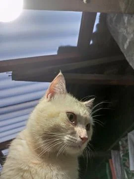 Close-up view of a white cat Foto stock