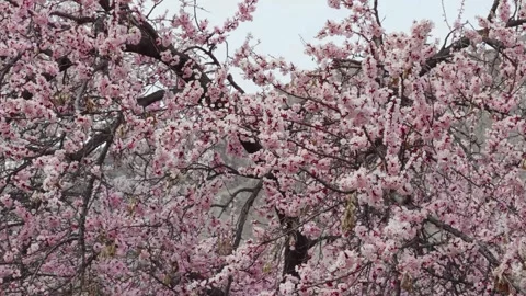 Close-Up View of White Cherry Blossoms Blooming on Branch in Spring Stock-Footage 334136202