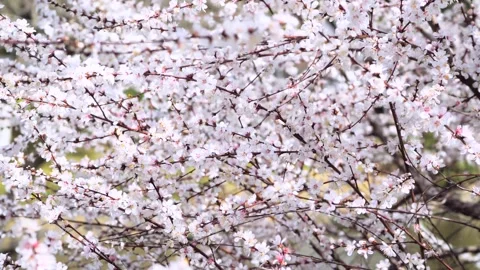 Close Up View of White Cherry Blossoms Blooming on Tree Branches in Spring Stock Footage 342226296