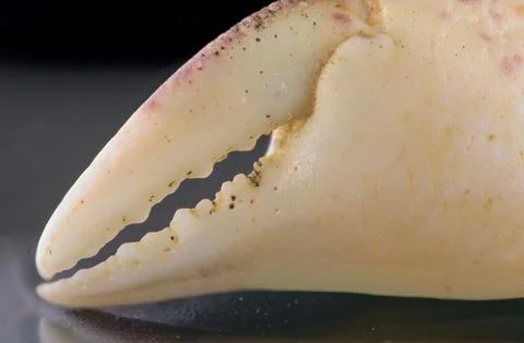 Close-up view of a white crab claw showcasing intricate details and texture.. 写真素材