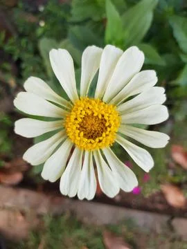 Close up view of white daisy Stock Photos