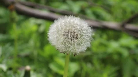 Close up view of the white dandelion flower on the meadow Stock Footage 148364825