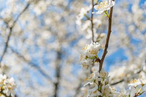 Close-up view of white, densely packed blossoms on thin brown tree branch a.. Stock Photos