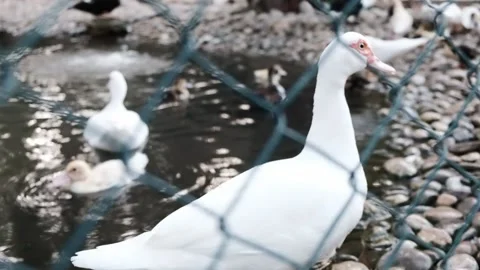 Close up view of a white duck with red beak watching little ducklings Stock Footage 149376499