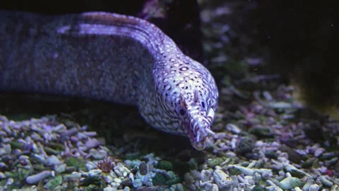 Close view of a white eel head  Stock Footage 261393395