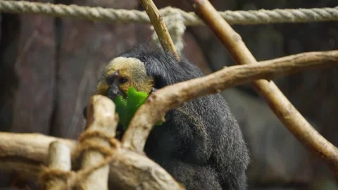 Close view of a white faced saki monkey Stock Footage 277465388