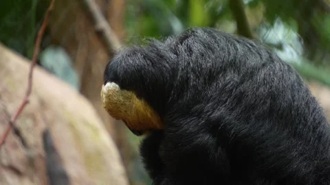 Close view of a white faced saki monkey Stock Footage 277465535