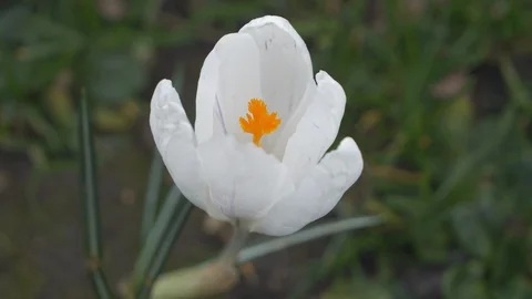 A close up view of a white flower blossom in spring. Stock Footage 103538493