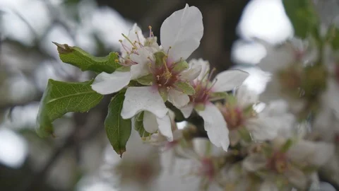 A close-up view of a white flower on a tree branch. Stock Footage 104010688