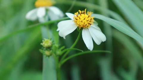 Close-up view white flowering Bidens alba plant. Stock Footage 220612941