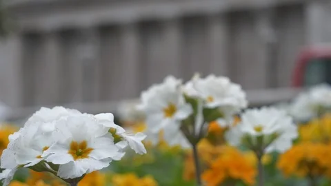 A close up view of white flowers with buses passing in the background. Stock Footage 103248072