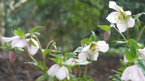 A close up view of white flowers. Stock Footage 102425547