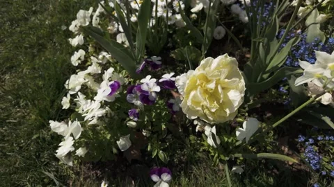 A close view of white flowers with pan Stock Footage 274898402