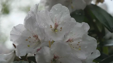 A close up view of a white flowers with the rain drops. Stock Footage 155448507
