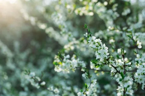 A close-up view of white flowers on a tree branch in bloom Stock Photos