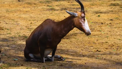 Close up view of white-fronted damaliscus antelope Stock Footage 253536749