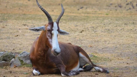 Close up view of white-fronted damaliscus antelope Stock Footage 253549939