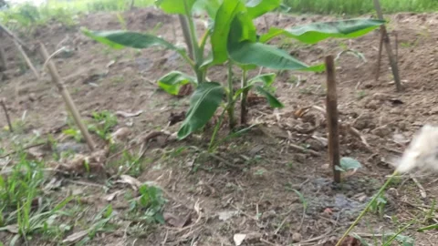 A close up view of a white grass that looks perfect when taken from a high angle Video stock 294394602