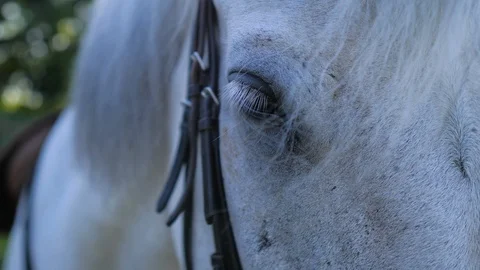 Close up view of white horse eye Stock Footage 119535513