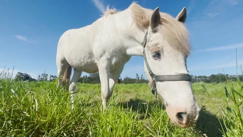 Close up view on white horse head and muzzle grazing the farm field. Horse head Stock Footage 276511566
