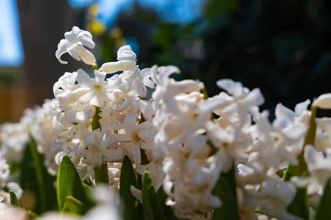 Close up view of white hyacinths in the spring. Stock Photos