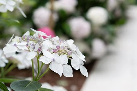 Close-up view of a white hydrangea flower. Stock Photos