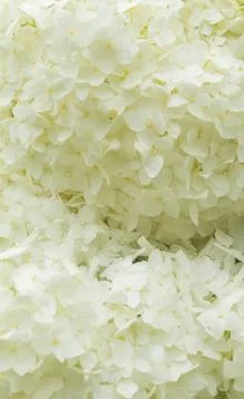 Close-up view of white hydrangea flowers filling the entire frame. The image  Foto stock