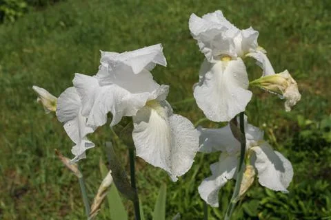 Close view on white iris flowers covered with water drops  on a spring flower Stock Photos