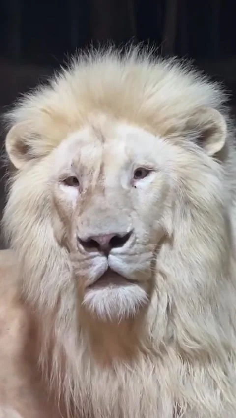 Close-up view of a white lion Stock Footage 317974279