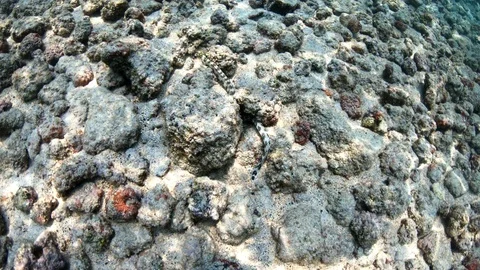 Close view of White Moray Eel slithering across ocean floor, slow motion 4K Видео 98433171