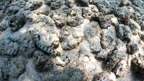 Close view of White Moray Eel as it searches for food under rocks, slow motion Stock Footage 98433412