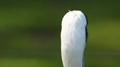 Close up view of a white-naped crane Stock Footage 272511763