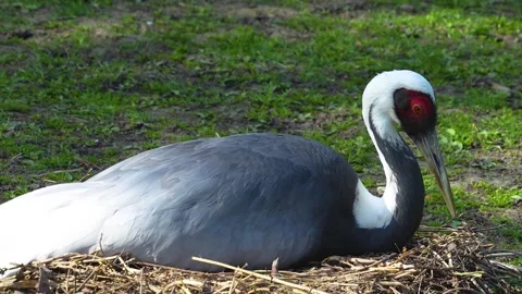 Close up view of a white-naped crane Stock Footage 272512506