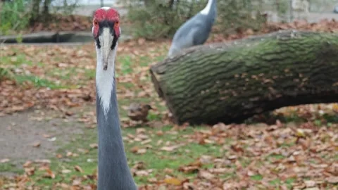 Close up view of a white-naped crane head Stock Footage 295991229