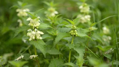 Close-up view of white nettle flowers in bloom, recorded at dawn on an orga.. Stock Footage 274473071