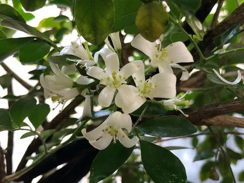 Close View of White Orange Jasmine Flower with Fresh Green Leaves Stock Photos