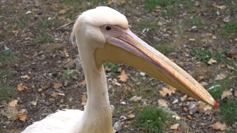 Close up view of White Pelican Stock Footage 97155859
