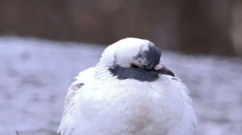 Close-up View of a White Pigeon at Winter Park. Full HD Stock Footage 45622204