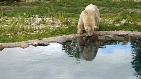 Close view of white polar bear drinking clean lake water 스톡 동영상 162468218