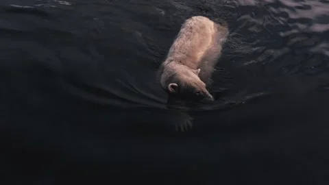Close view of white polar bear swimming in the pond Stock Footage 263129042