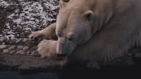 Close view of white polar bear lying near water Stock Footage 263129116