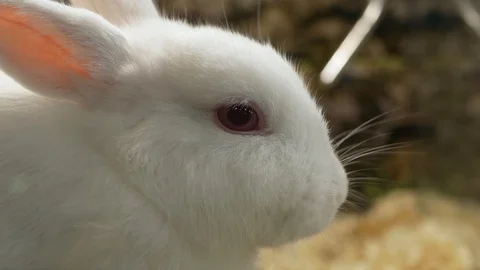 Close-up view of the white rabbit eating grass in the cage Stock Footage 116412752