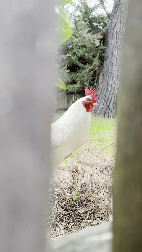 Close View of White Rooster Behind Garden Fence - 4K Stock Footage 343561575
