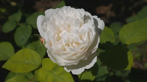 A close up view of the white rose. Stock Footage 235338190